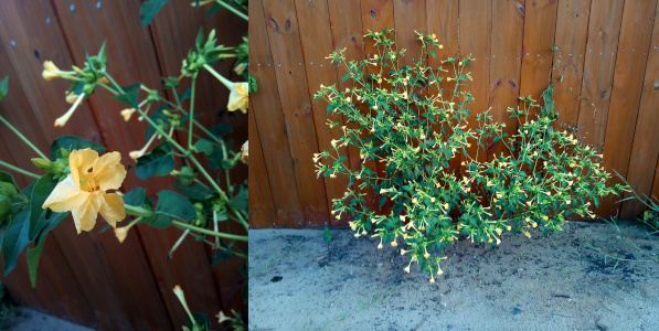 [Two photos spliced together. On the left is a close view of one yellow bloom. The petals are thin and somewhat floppy. The entire center of the bloom is also yellow. On the right is the entire bush. The flowers are long and thin mostly closed. A few have begun opening at the very end. The plant looks like a bunch of green sticks with many of the sticks having yellow tips.]